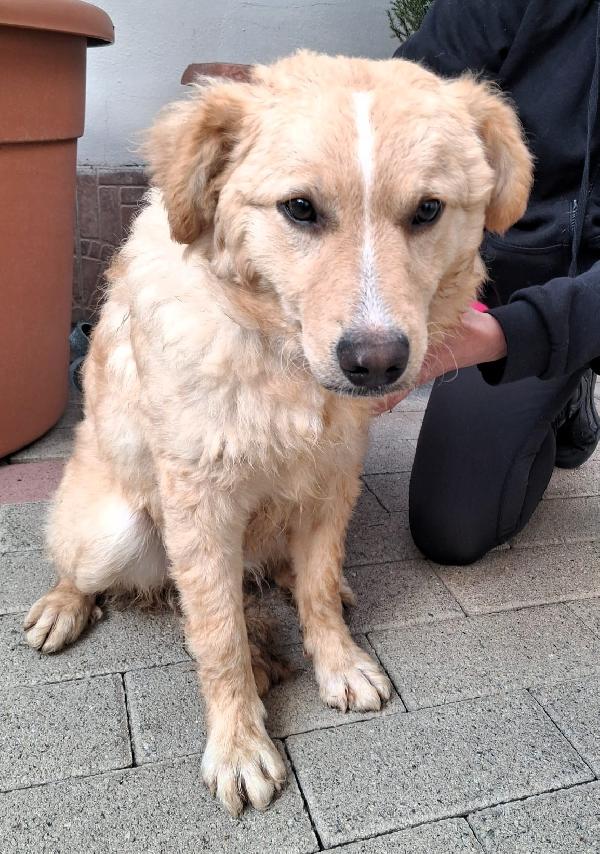 GIULIO TENERO CUCCIOLO Foto 4
